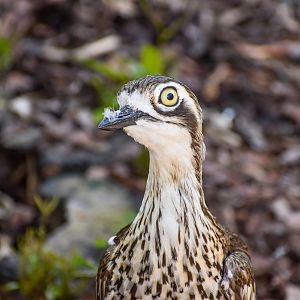 Bush Stone-curlew (Burhinus grallarius)