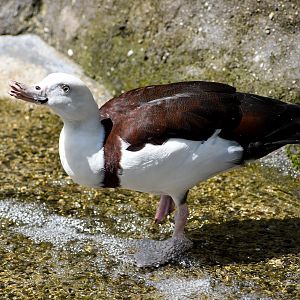 Radjah Shelduck (Radjah radjah)