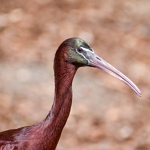 Glossy Ibis (Plegadis falcinellus)