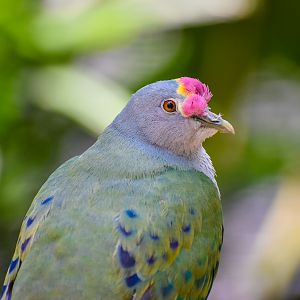Rose-crowned Fruit Dove (Ptilinopus regina)
