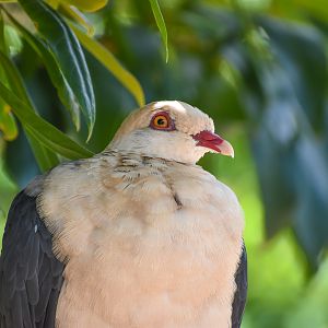 White-headed Pigeon (Columba leucomela)