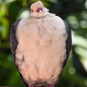 White-headed Pigeon (Columba leucomela)