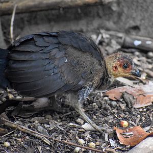 wild - Australian Brush-turkey Chick (Alectura lathami)