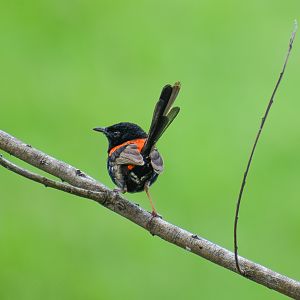 wild - Red-backed Fairywren (Malurus melanocephalus)