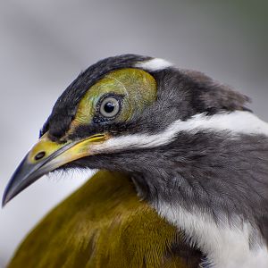 wild - Blue-faced Honeyeater (Entomyzon cyanotis)
