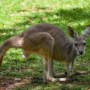 Red Kangaroo (Osphranter rufus )