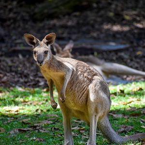 Eastern Grey Kangaroo (Macropus giganteus)