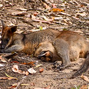 Swamp Wallaby with Joey (Wallabia bicolor)
