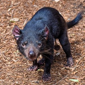 Tasmanian Devil (Sarcophilus harrisii)