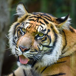 Sumatran Tiger (Panthera tigris sumatrae)