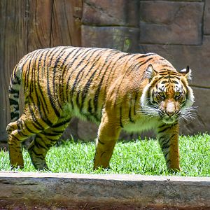 Sumatran Tiger (Panthera tigris sumatrae)