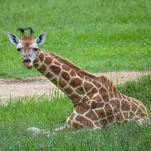 Giraffe Calf