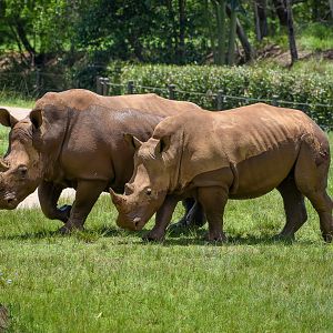 Southern White Rhinos (Ceratotherium simum simum)
