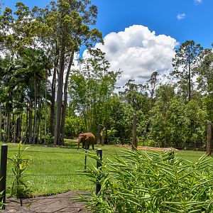Sumatran Elephant Enclosure