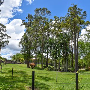 Sumatran Elephant Enclosure