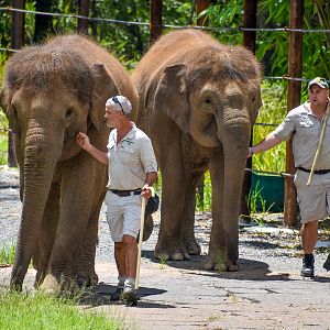 Sumatran Elephants entering enclosure
