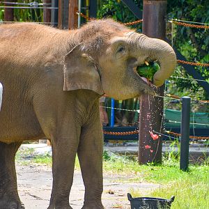 Crushing a Watermelon