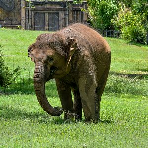 Sumatran Elephant (Elephas maximus sumatranus)