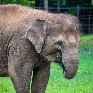 Sumatran Elephant (Elephas maximus sumatranus)