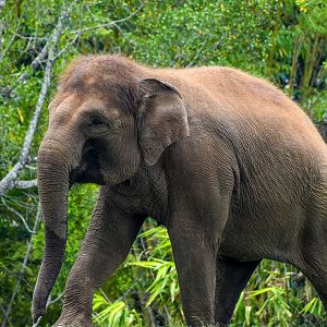 Sumatran Elephant (Elephas maximus sumatranus)