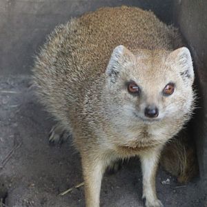 Yellow mongoose