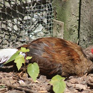 Vietnamese pheasant - female