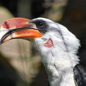Von der Decken's hornbill