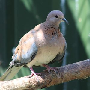 Laughing dove