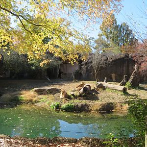 Lion Exhibit