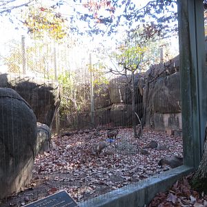 Bat-eared Fox Exhibit