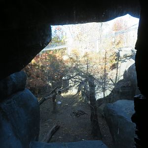 View of Jaguar Exhibit (from viewing cave)