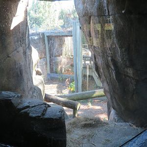 View of Puma Exhibit (from viewing cave)