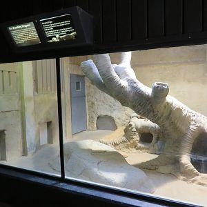 Indoor Komodo Dragon Exhibit