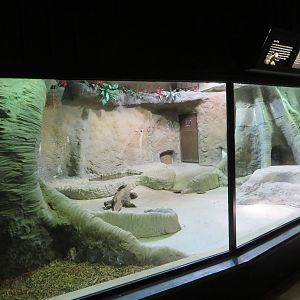 Indoor Komodo Dragon Exhibit