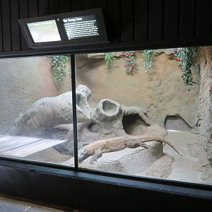 Indoor Komodo Dragon Exhibit