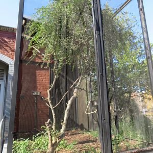 White-crowned Laughingthrush Aviary