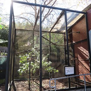 Azure-winged Magpie Aviary