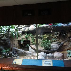 Beautiful Fruit Dove Exhibit