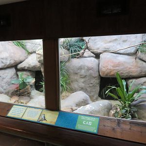 African Pygmy Falcon Exhibit
