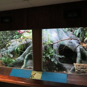 Venezuelan Troupial Exhibit