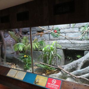 Crested Coua Exhibit