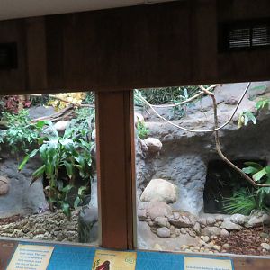 Pompadour Cotinga Exhibit