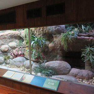 Micronesian Kingfisher Exhibit