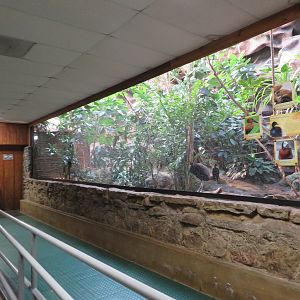 Mixed Aviary w/ Yellow-casqued Hornbills