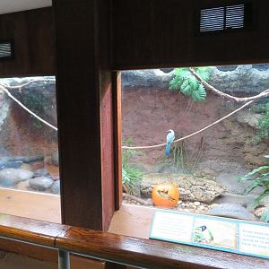 Green Jay Exhibit