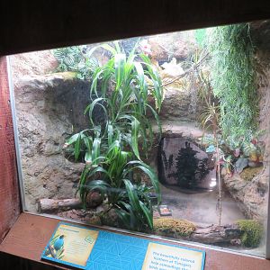 Green Honeycreeper Exhibit