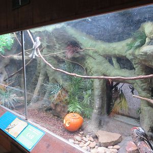 Red-billed Hornbill Exhibit