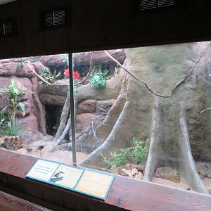 Green Aracari Exhibit