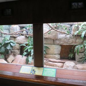 Plush-crested Jay Exhibit