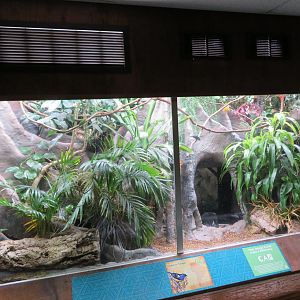 Turquoise Tanager Exhibit